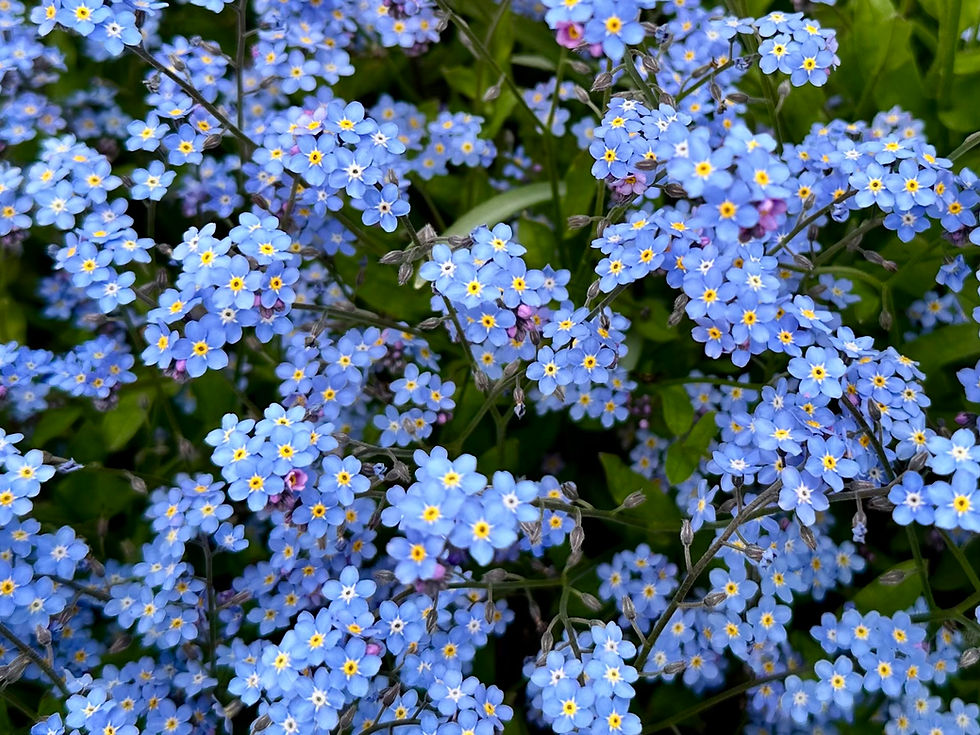 Thumbnail: Chinese Forget-Me-Not Seeds - Cynoglossum Amabile - Ornamental & Cut Flower