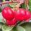 Thumbnail: Kinnickinnick / Bearberry Seeds - Arctostaphylos Uva-Ursi - Perennial & Useful