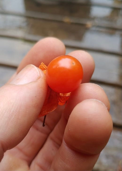 Thumbnail: Strawberry Groundcherry Seeds - Physalis Alkekengi - Perennial & Delicious