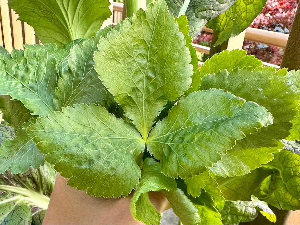 Thumbnail: Mitsuba Seeds - Cryptotaenia Japonica - Rare, Delicious, and Perennial