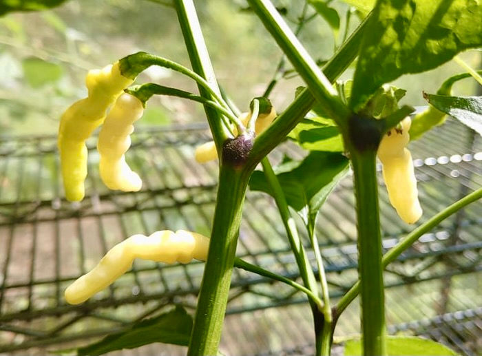 Thumbnail: Aribibi Gusano Pepper Seeds - Capsicum Chinense - Delicious & Very Hot