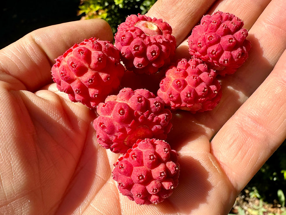 Thumbnail: Kousa Dogwood Seeds - Cornus Kousa - Delicious, Abundant, and Beautiful