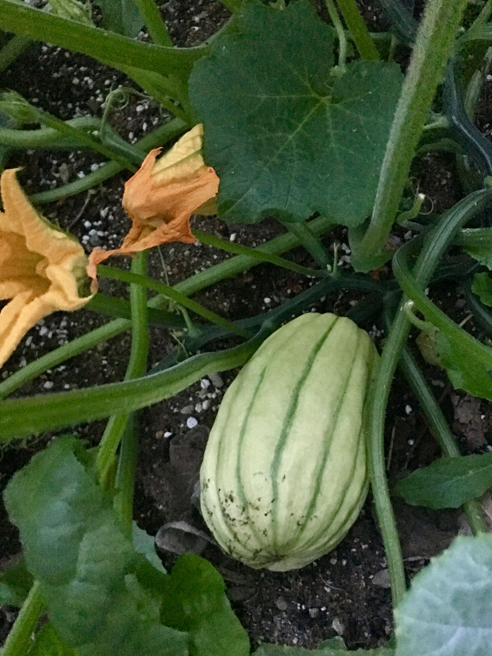 Thumbnail: Delicata Squash Seeds - Cucurbita Pepo - Delicious, Abundant, & Versatile
