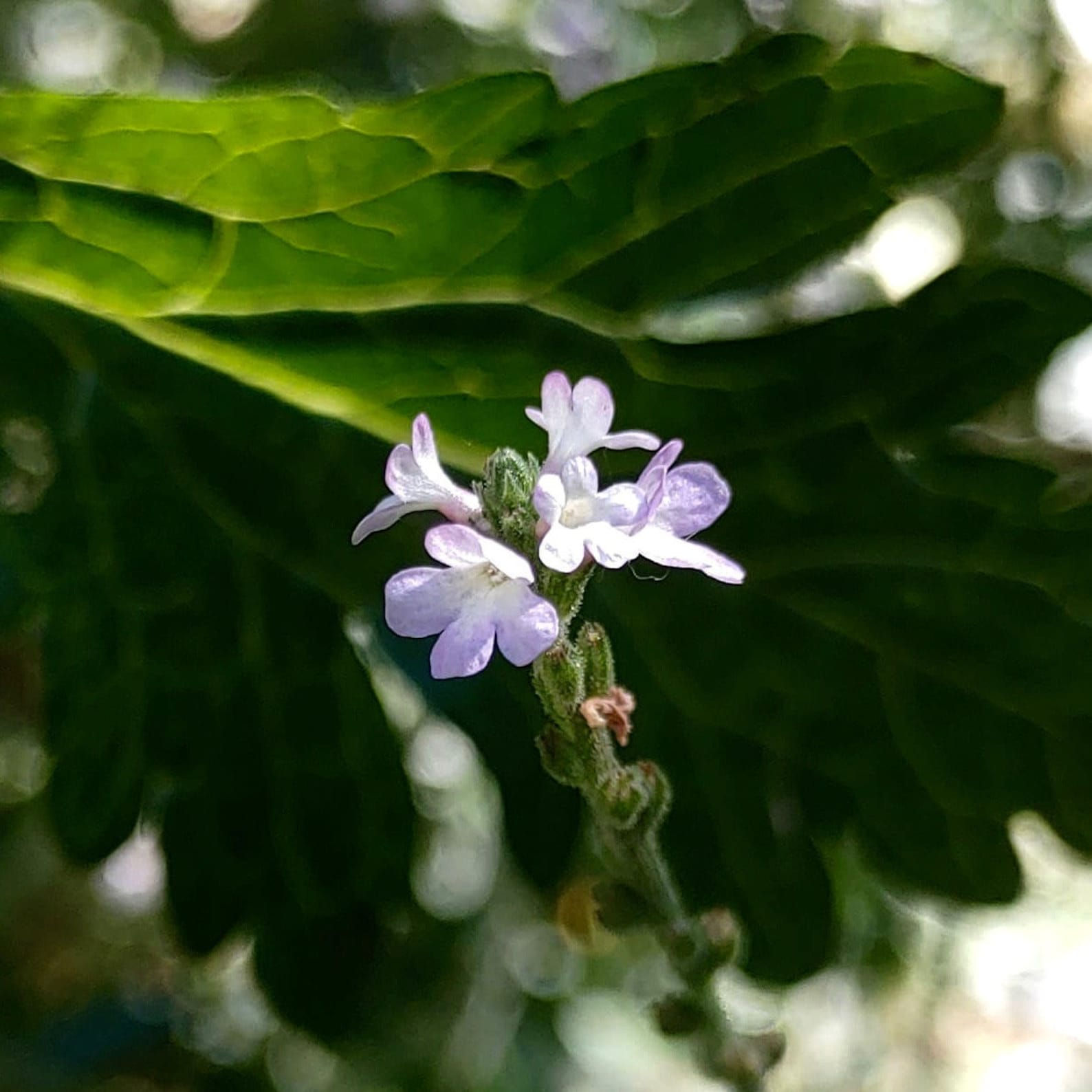 Blue Vervain Seeds - Verbena Officinalis - Medicinal & Pollinator Attractor