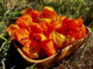 Strawberry Groundcherry Seeds - Physalis Alkekengi - Perennial & Delicious