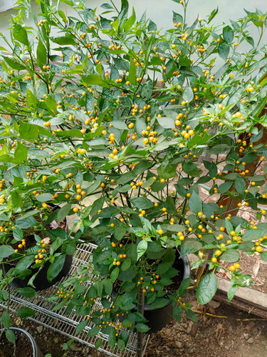 Aji Charapita Seeds - Capsicum Chinense - Delicious & Semi-Wild | Small  Island Seed Co