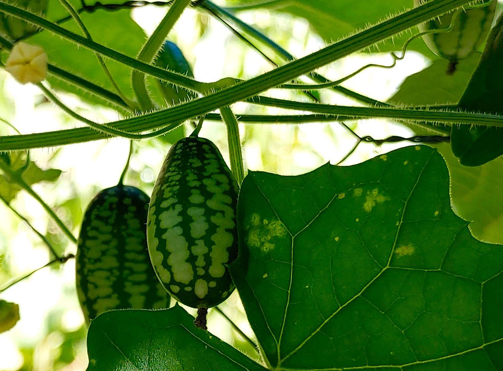 Thumbnail: Cucamelon aka Mouse Melon Seeds - Melothria Scabra - Delicious & Abundant