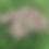 Thumbnail: Skirret Seeds - Sium Sisarum - Rare, Delicious, and Perennial Vegetable