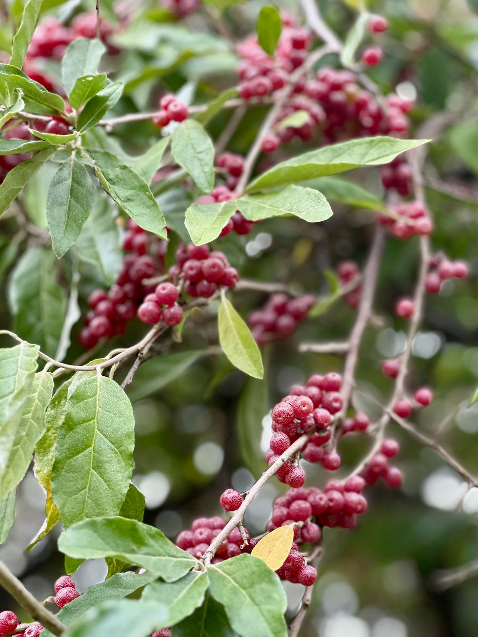 Thumbnail: Autumn Olive Seeds - Elaeagnus Umbellata - Delicious, Abundant, and Versatile