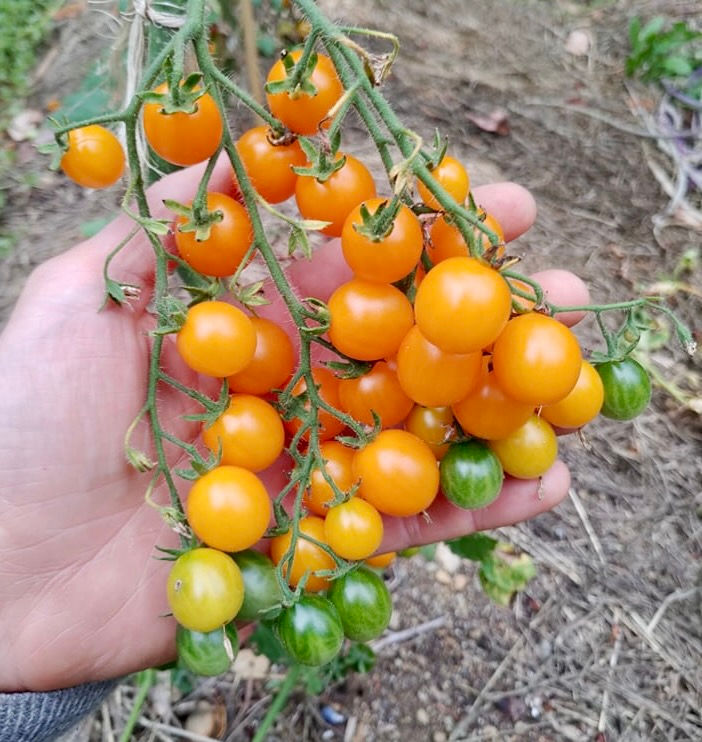 Wild Galapagos Tomato Seeds Lycopersicon Cheesmanii Delicious & Abundant Small Island Seed Co