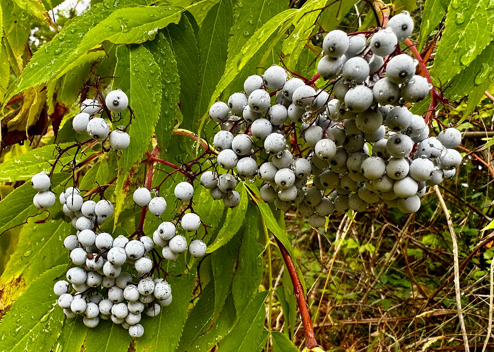 Thumbnail: Blue Elderberry Seeds - Sambucus Nigra spp. Cerulea - Tasty & Medicinal