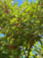Thumbnail: Goumi Berry Seeds - Elaeagnus Multiflora - Delicious, Abundant, and Versatile