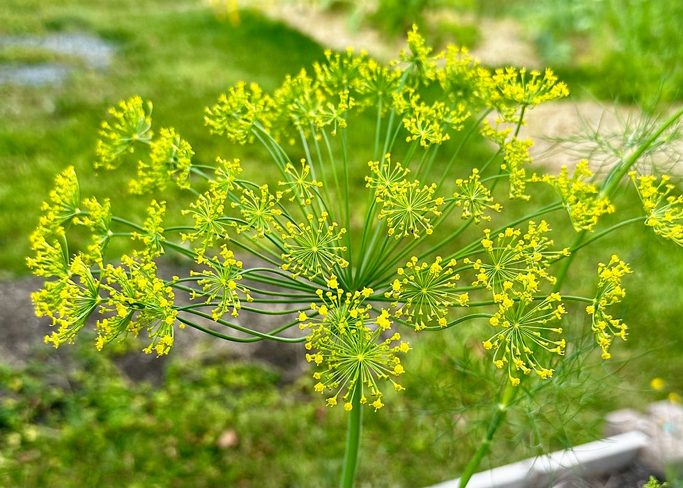 Mammoth Dill Seeds - Anethum Graveolensis - Delicious & Versatile