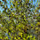 Thumbnail: Black Hawthorn Seeds - Crataegus Douglasii - Sweet, Fruity, and Perennial