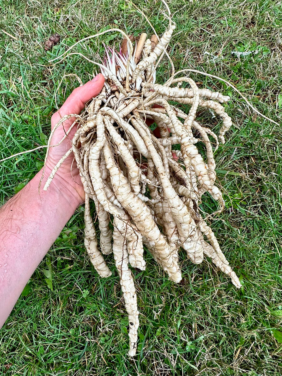 Thumbnail: Skirret Seeds - Sium Sisarum - Rare, Delicious, and Perennial Vegetable