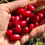 Thumbnail: Cornelian Cherry Seeds - Cornus Mas - Delicious, Abundant, and Beautiful