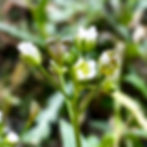 Thumbnail: Shepherds Purse Seeds - Capsella Bursa-Pastoris - Edible & Medicinal