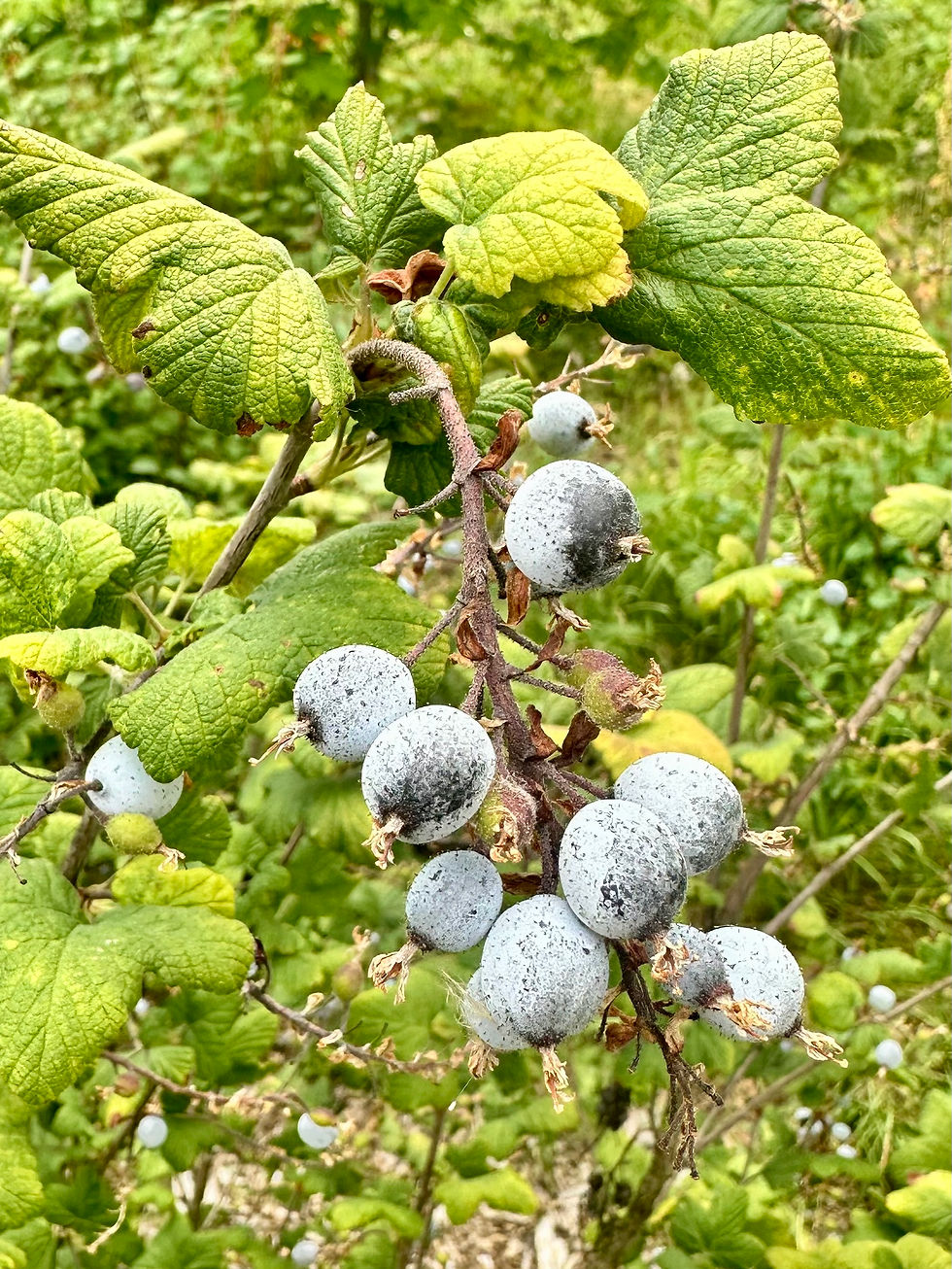 Thumbnail: Red Flowering Currant Seeds - Ribes Sanguineum - Versatile and Perennial