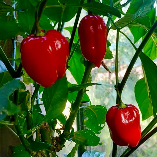 Thumbnail: Caribbean Red Habanero Seeds - Capsicum Chinense - Very Hot & Flavourful
