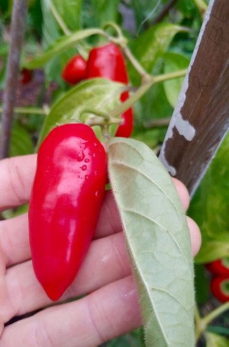 Capsicum Pubescens - Hot Chili Pepper Black Seeds - Semi Strani Capsicum Pubescens - Hot Chili Pepper Black Seeds - Semi Strani