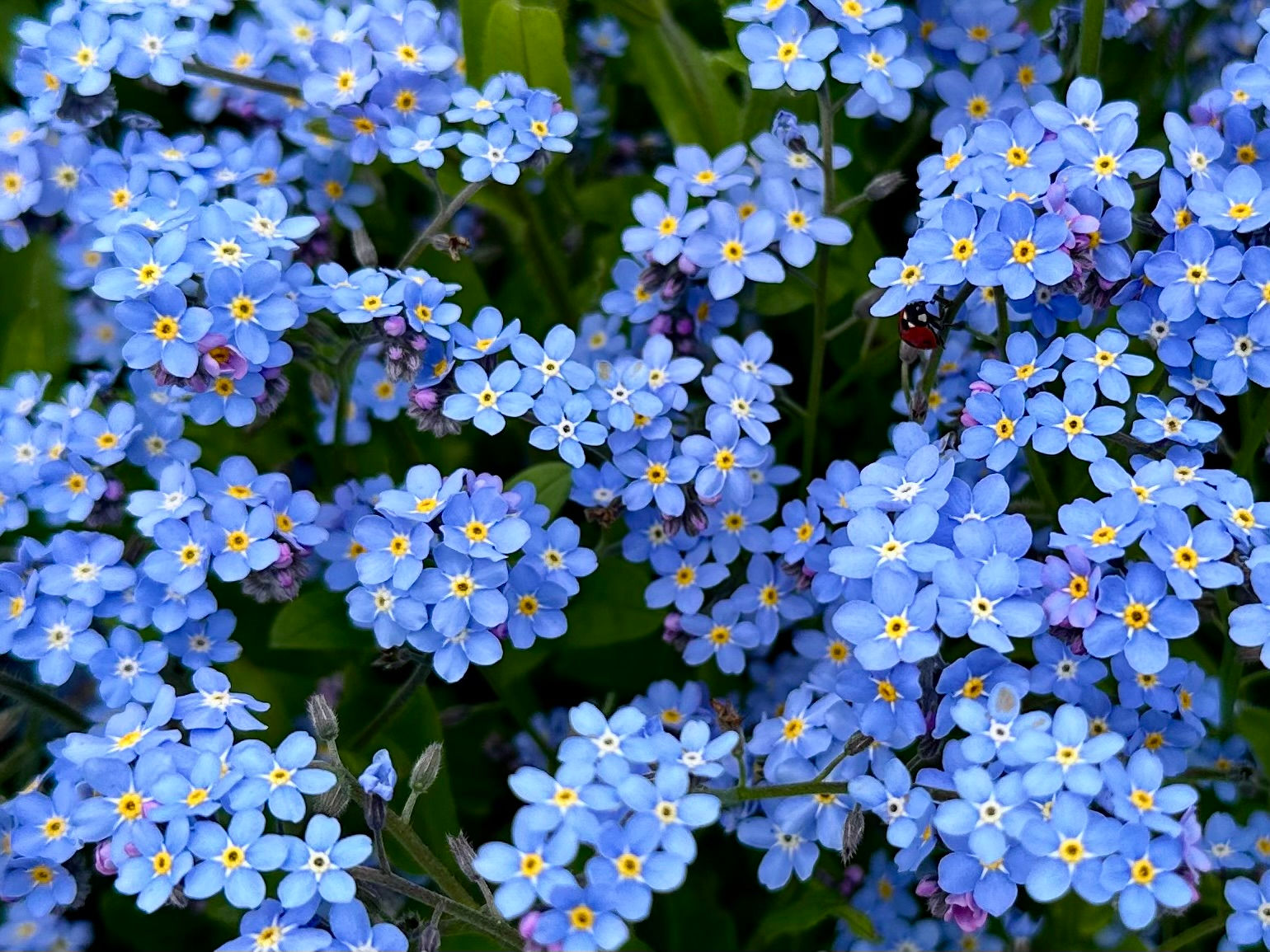 Chinese Forget-Me-Not Seeds - Cynoglossum Amabile - Ornamental & Cut Flower