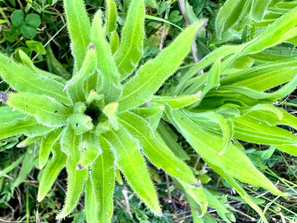Thumbnail: Chilean Tarweed Seeds - Madia Sativa - Edible, Rare, and Pollinator Friendly