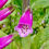 Thumbnail: Foxglove Seeds - Digitalis Purpurea - Pollinator Friendly & Beautiful