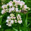 Thumbnail: Valerian Seeds - Valeriana Officinalis - Perennial and Attracts Pollinators