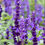 Thumbnail: Victoria Blue Sage Seeds - Salvia Farinacea - Perennial & Pollinator Friendly