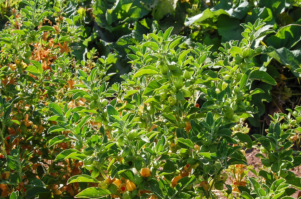 Thumbnail: Ashwagandha Seeds - Withania Somnifera - Medicinal & Potent