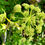 Thumbnail: Angelica Seeds - Angelica Archangelica - Perennial & Medicinal