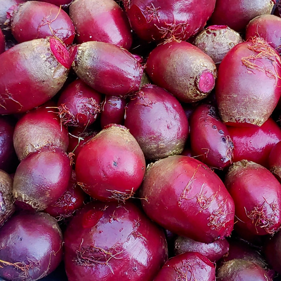 Winterkeeper / Lutz Beet Seeds - Beta Vulgaris - Delicious, Large, and Hardy