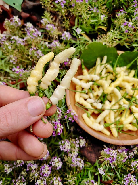 Peperoncino in polvere di Aribibi Gusano - Pepper Maremma Peperoncino in polvere di Aribibi Gusano - Pepper Maremma
