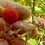 Thumbnail: Thimbleberry Seeds - Rubus Parviflorus - Perennial, Delicious, and Nutritious