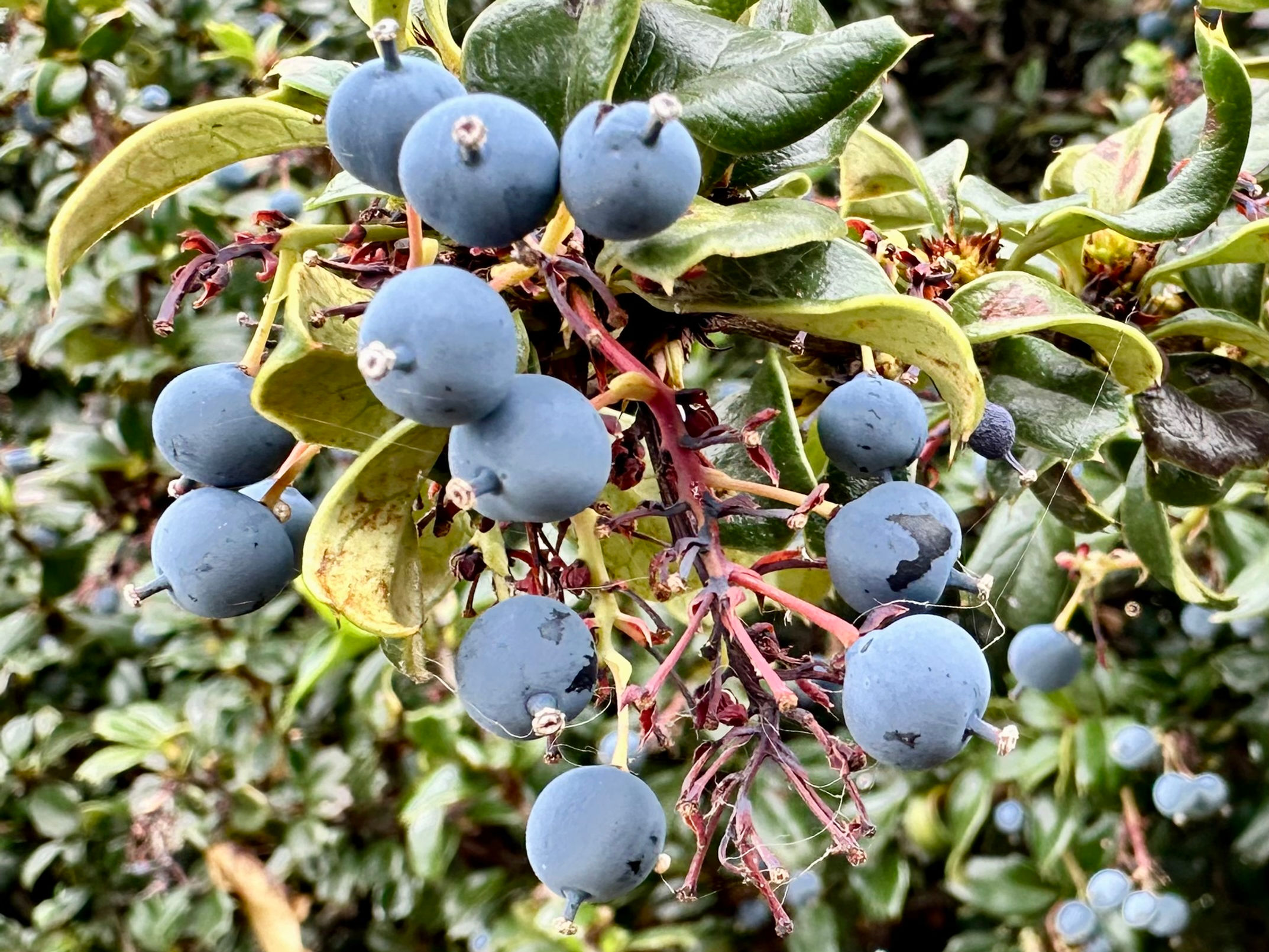 Darwin's Barberry Seeds - Berberis Darwinii - Sweet, Tangy, and Perennial