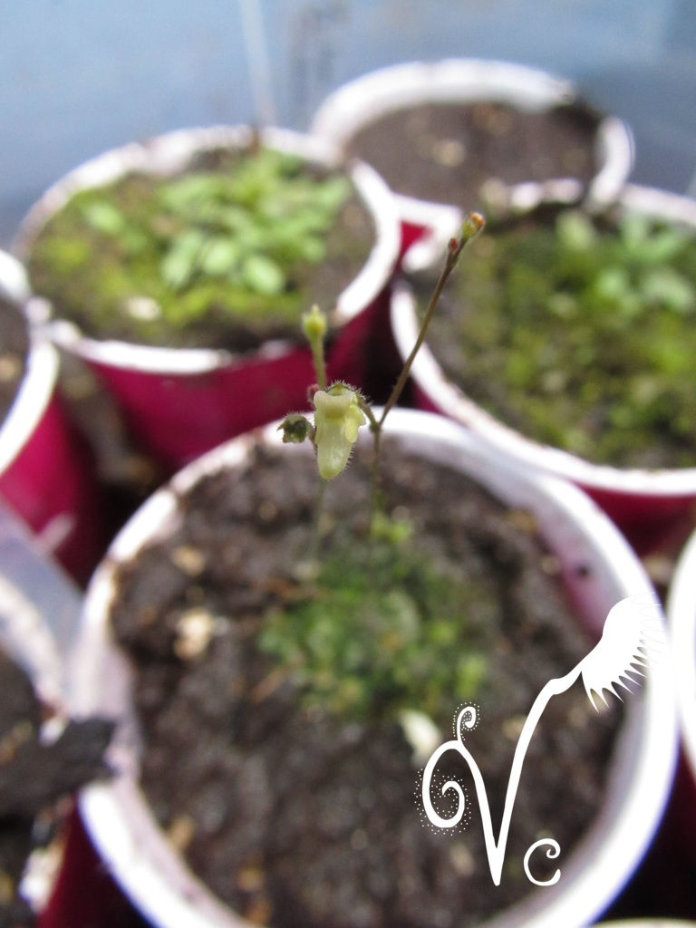Miniature : Genlisea Pygmaea