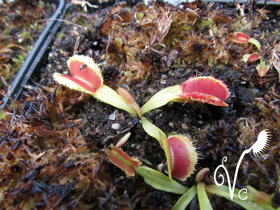 Miniature : Dionaea 'Fire mouth'