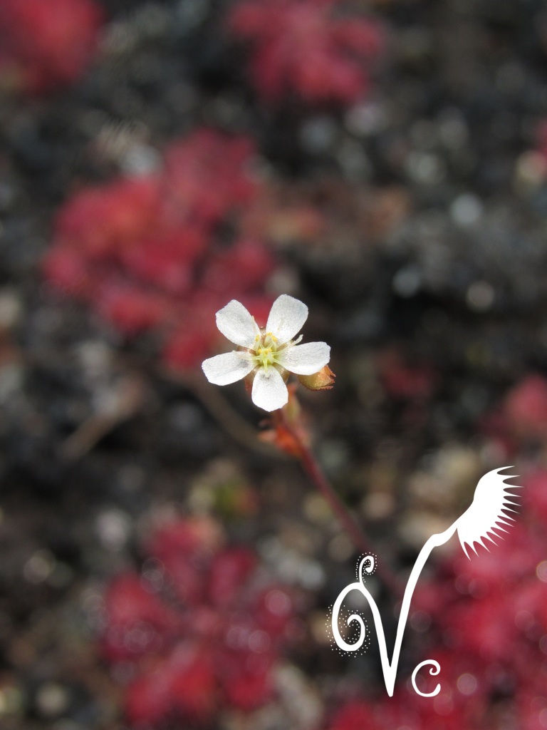 Miniature : Drosera Spathulata var.Lovellae