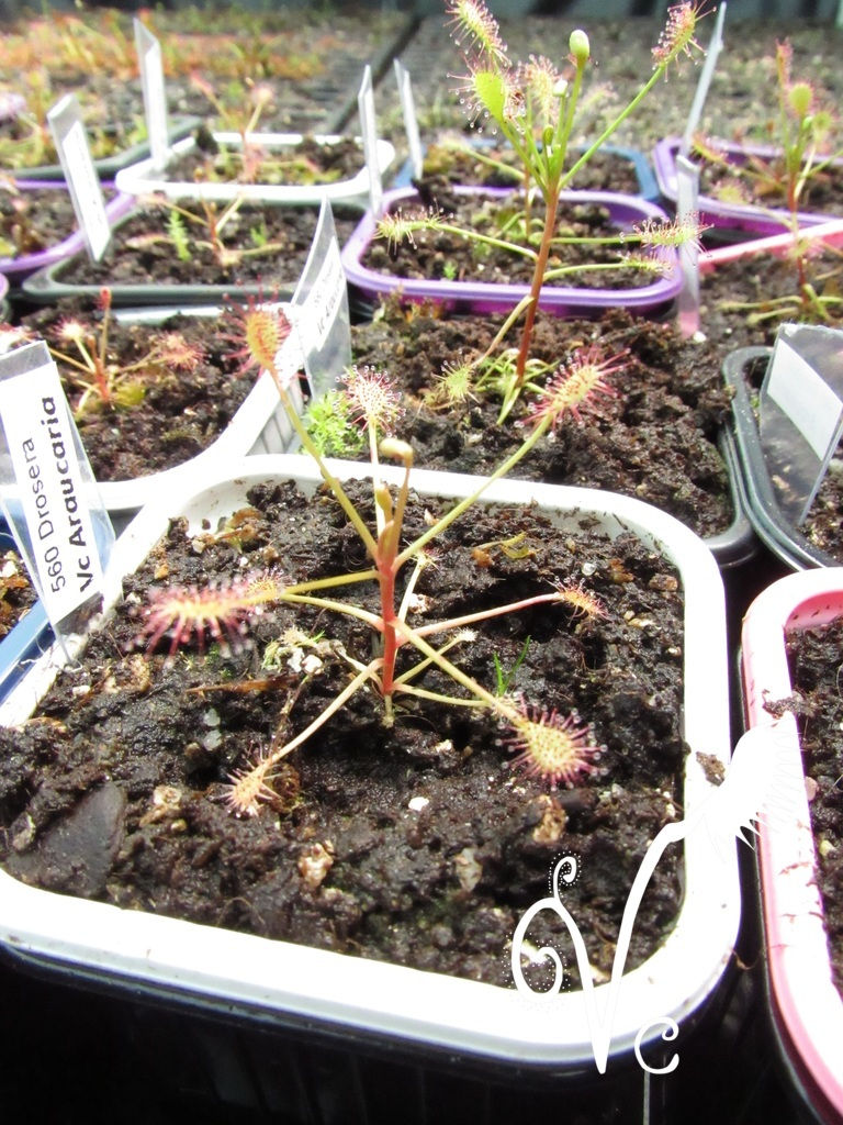 Miniature : Drosera Vc 'Araucaria'