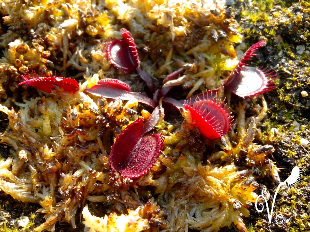 Dionaea "Red Cup trap"