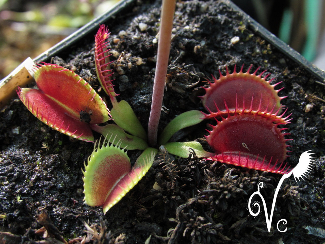 Dionaea 'Monkey Ass'