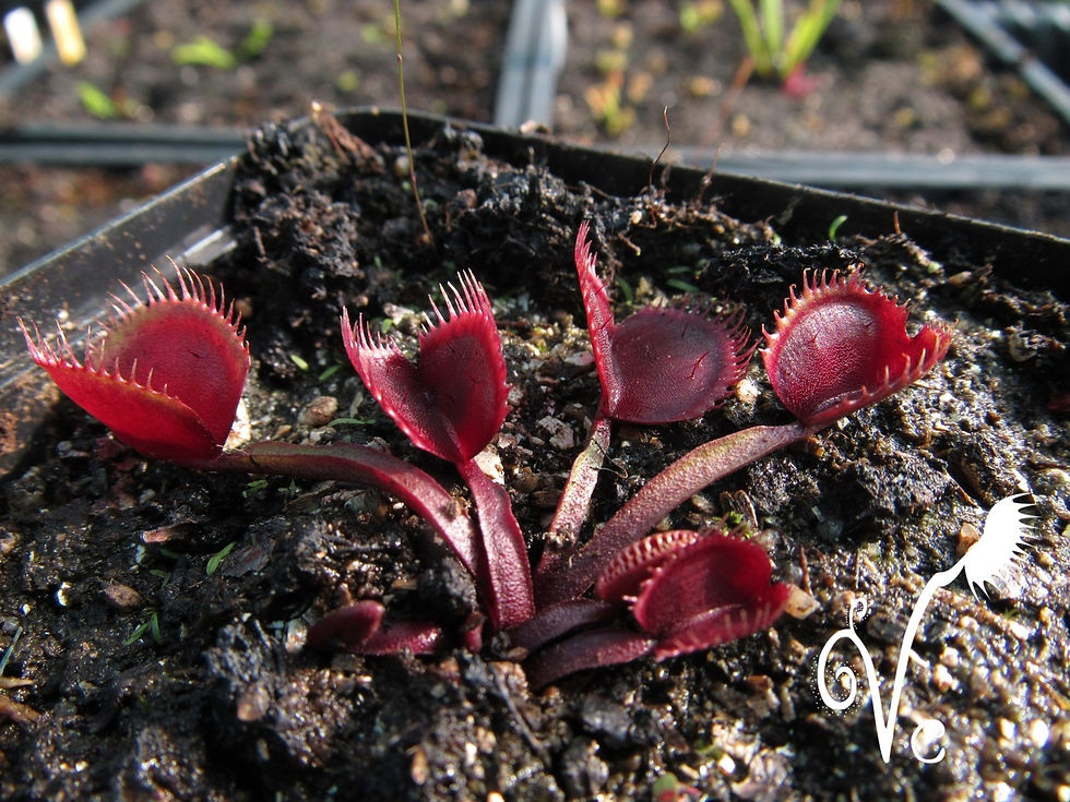 Miniature : Dionaea "Red Cup trap"