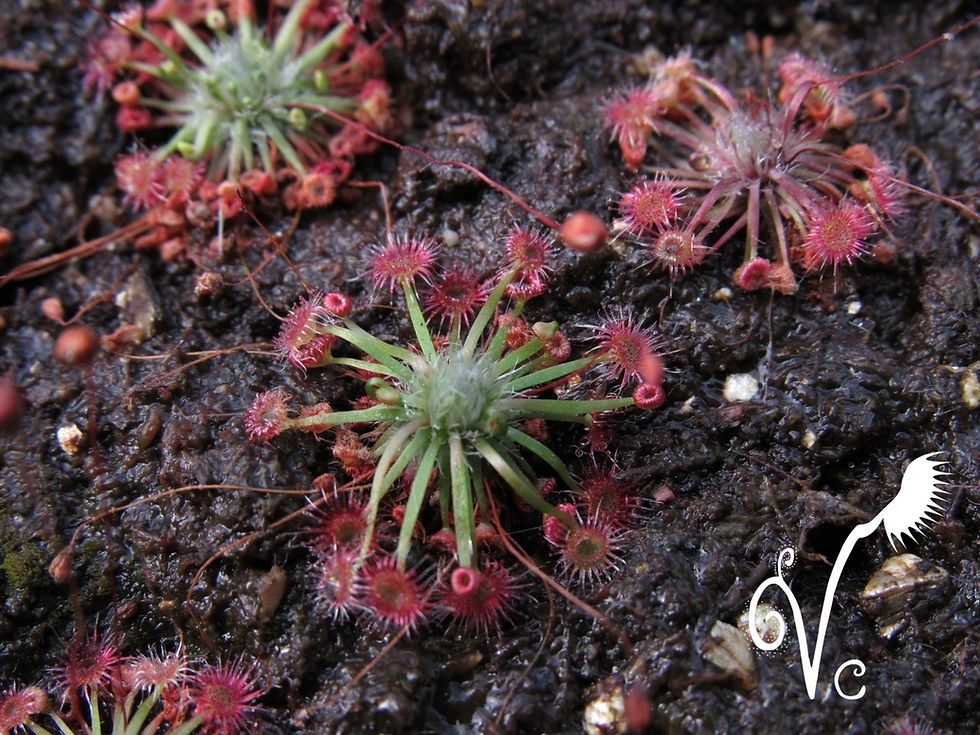 Miniature : Drosera  Pygmea