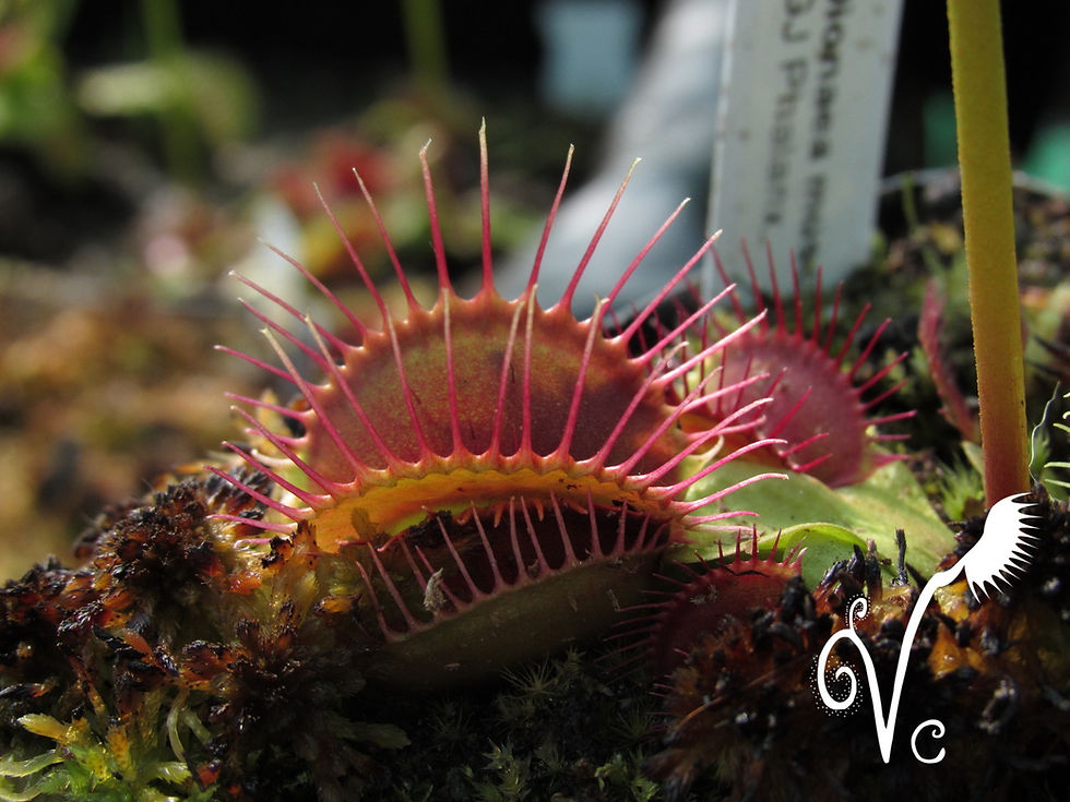 Miniature : Dionaea 'Phalanx'