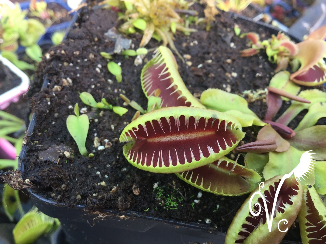 Dionaea 'Vc Feel Beats'