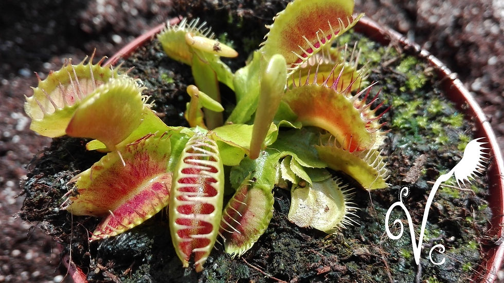 Miniature : Dionaea 'Rico's spotted'