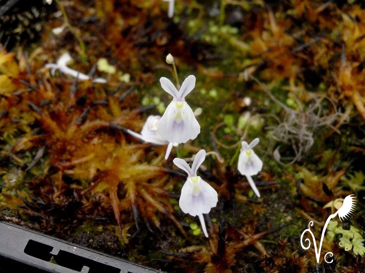 Utricularia Sandersonii