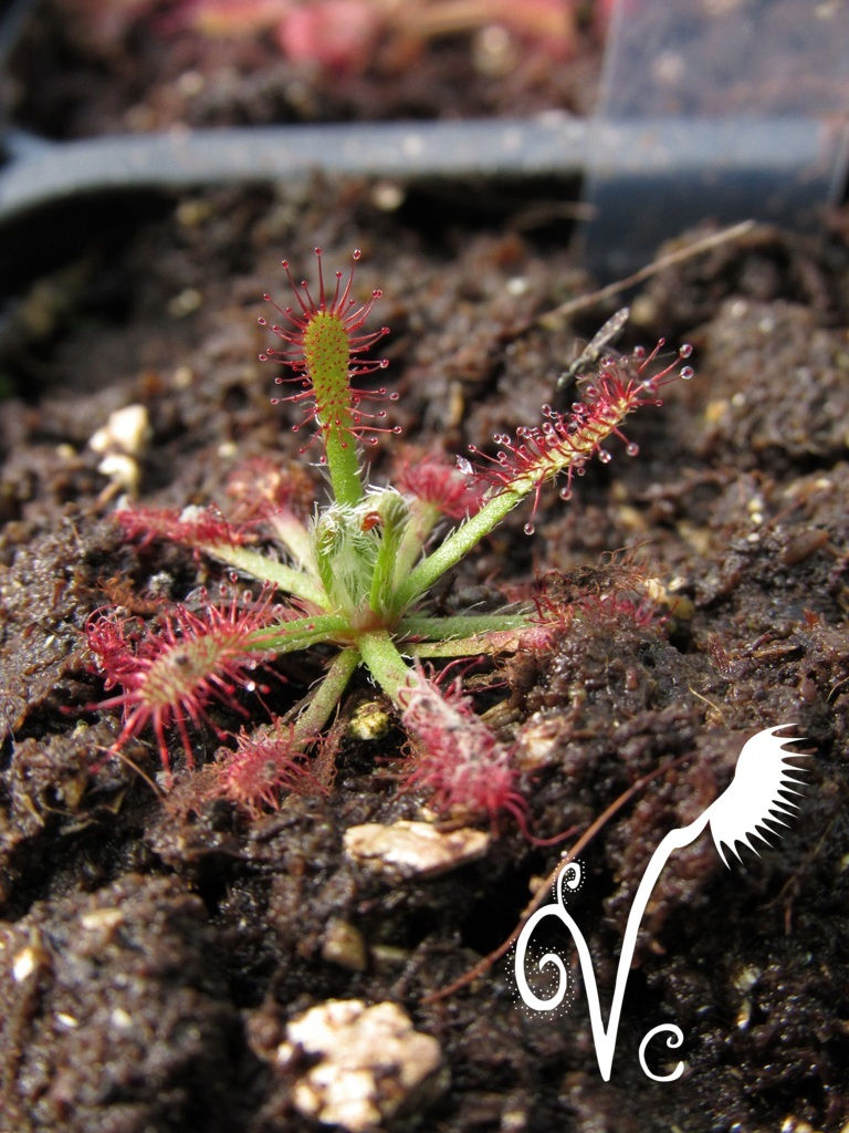 Miniature : Drosera Néocaledonica