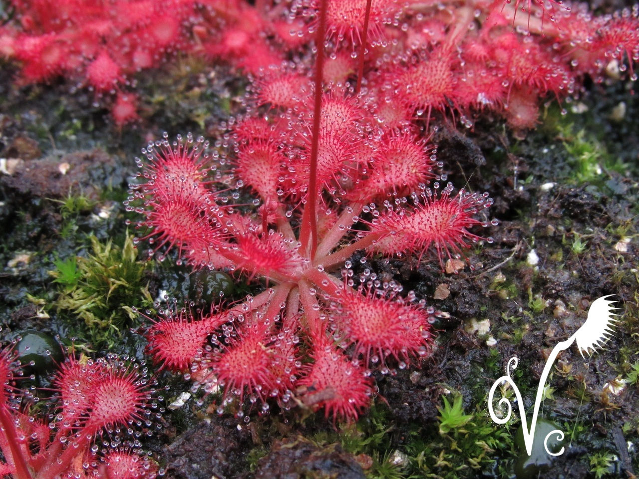 Drosera Communis