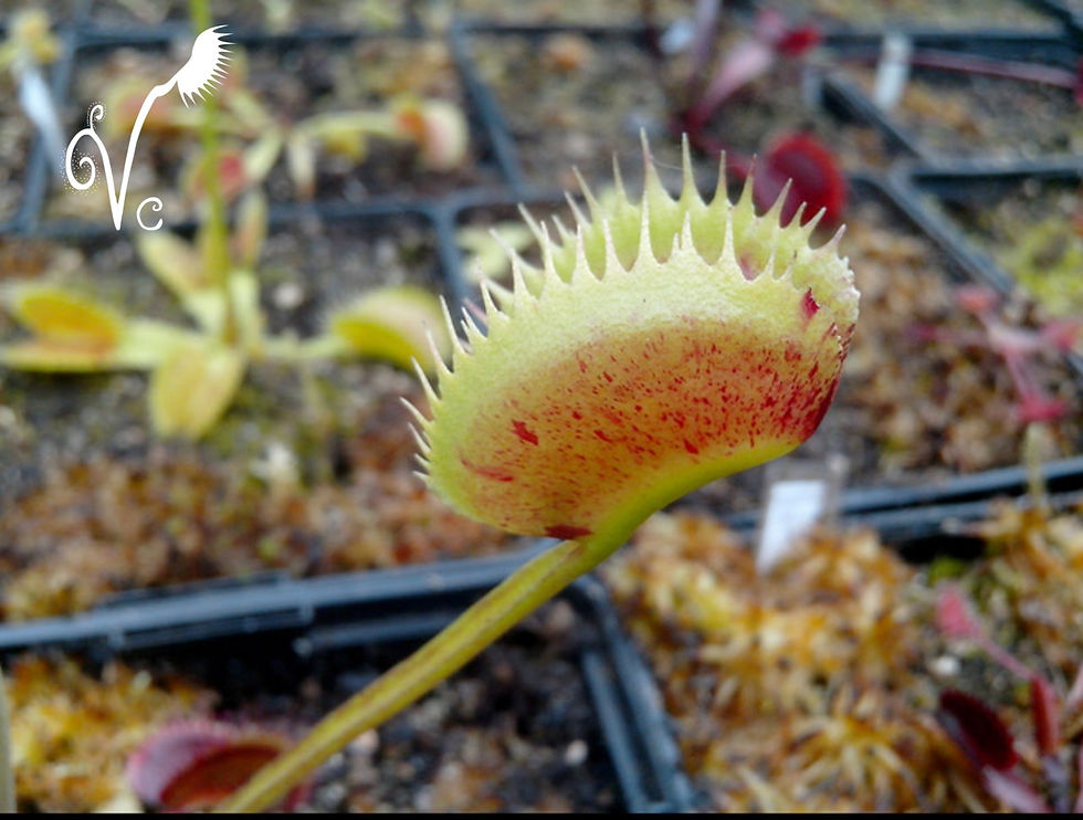 Miniature : Dionaea "Spotty"